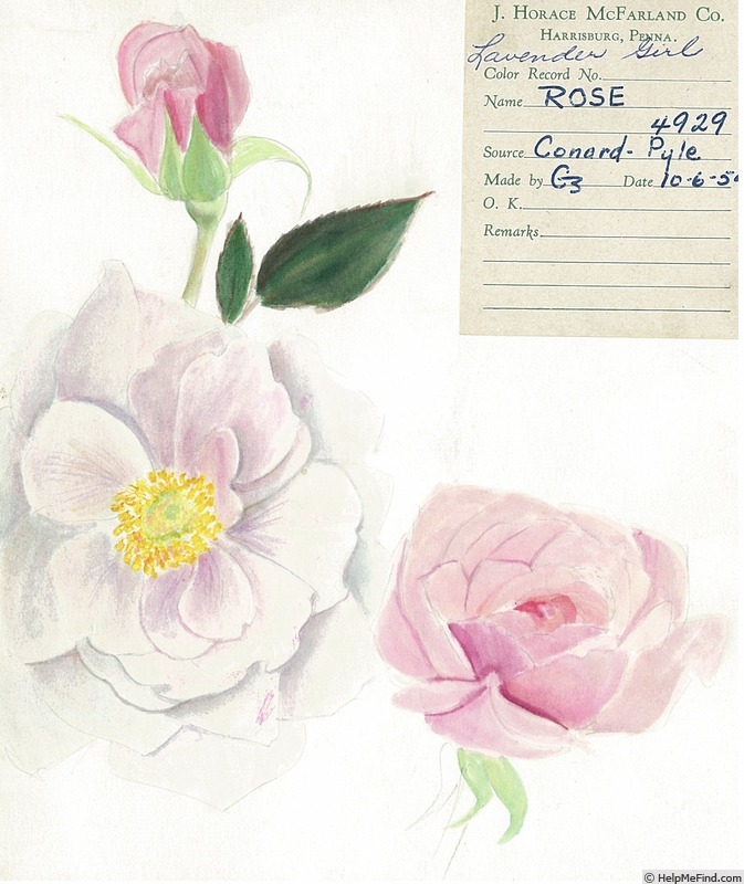'Lavender Girl' rose photo
