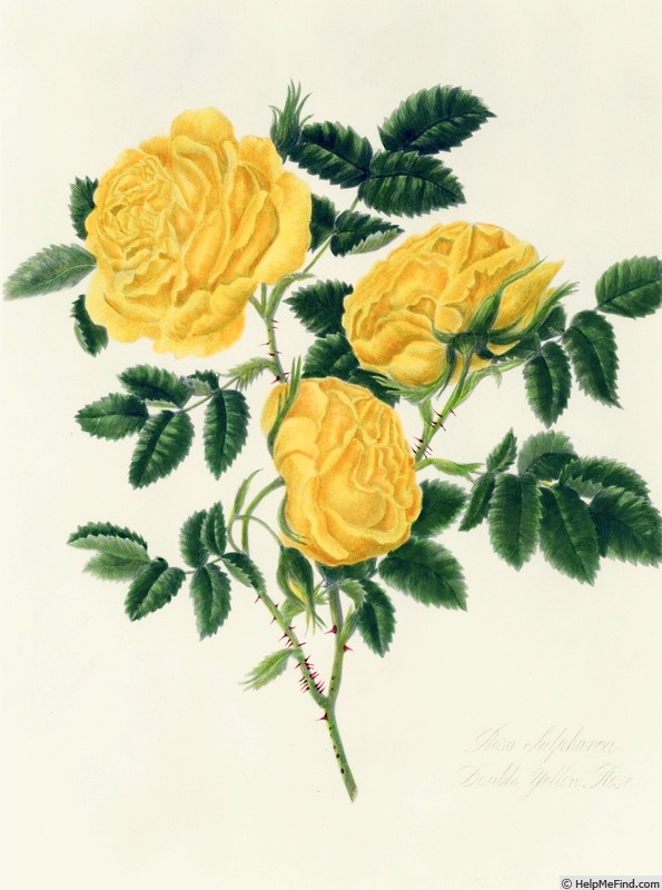 'Double Yellow (hemisphaerica)' rose photo