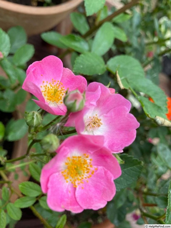 'Salut à Luxembourg ®' rose photo