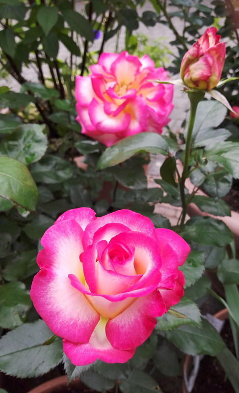 'Leo Ferré ®' rose photo