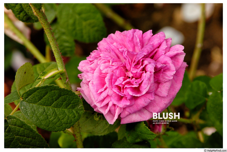 'Hooker's Blush Moss' rose photo