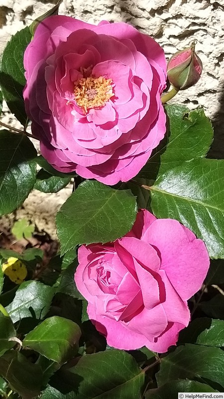 'Remember™ (hybrid tea, Olesen/Poulsen, 2003/11)' rose photo