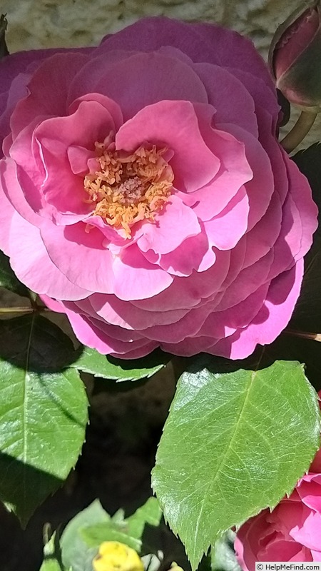 'Remember™ (hybrid tea, Olesen/Poulsen, 2003/11)' rose photo