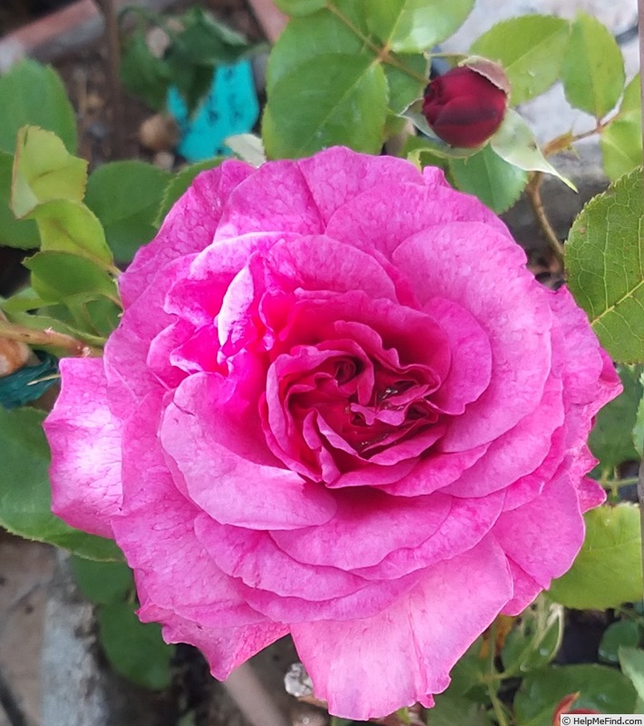 'Kaffe Fasset ™' rose photo