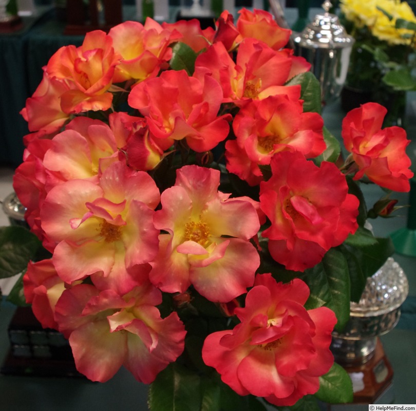 'Playboy ®' rose photo
