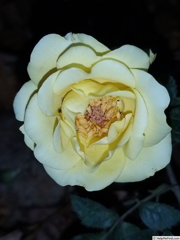 'Rayon De Soleil ®' rose photo