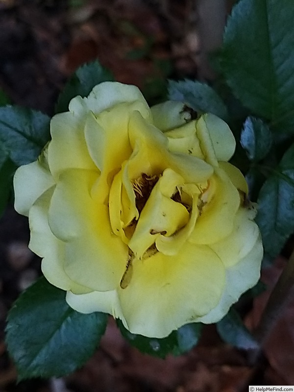 'Rayon De Soleil ®' rose photo