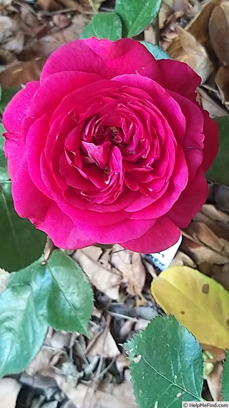 'La rose Monsieur ®' rose photo