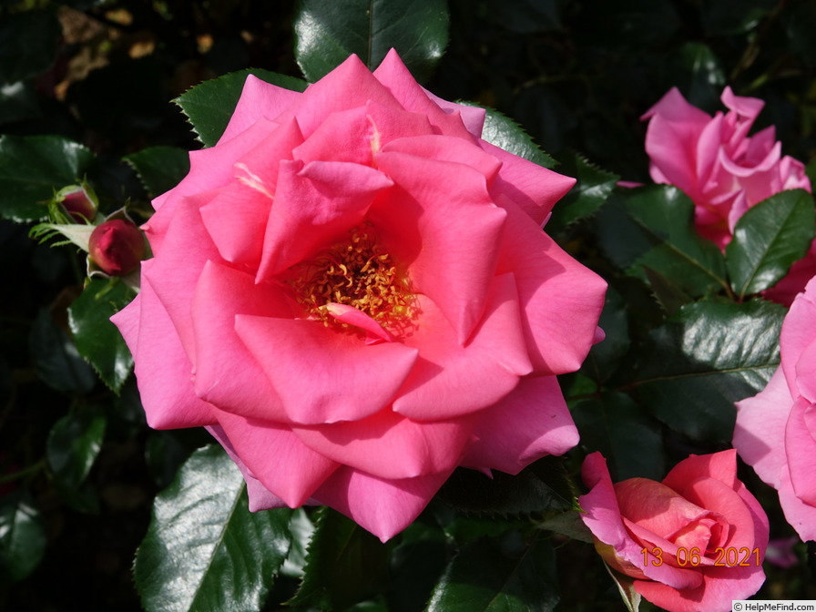 'Fragrant Alizée' rose photo