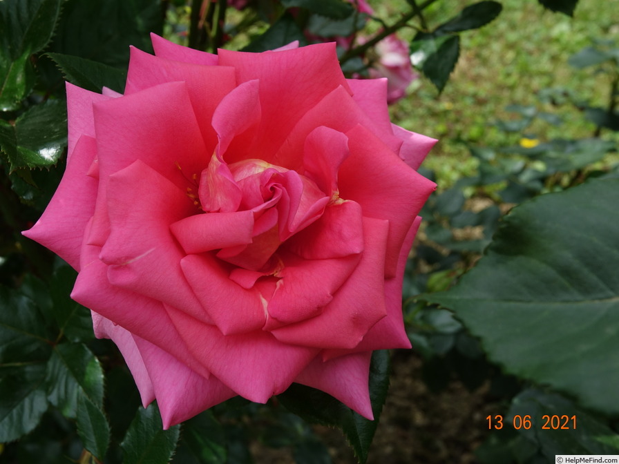 'Fragrant Alizée' rose photo