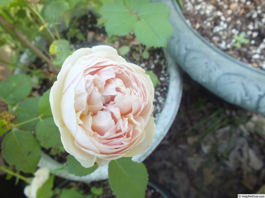 'Charles Darwin ® (shrub, Austin 1991/2001)' rose photo