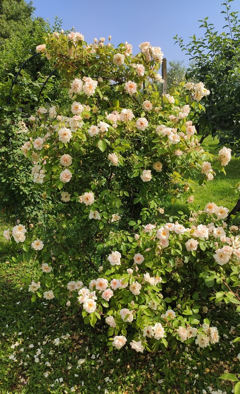 'Rêve d'Or' Rose Photo