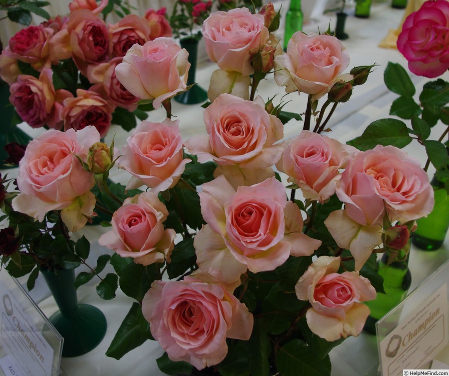 'Sweet Sonata' rose photo