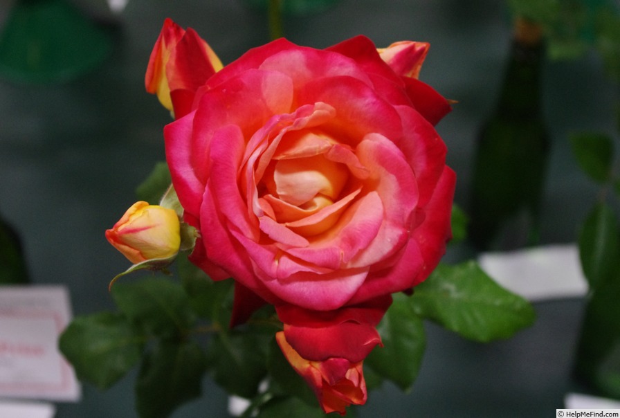 'Fruitee' rose photo
