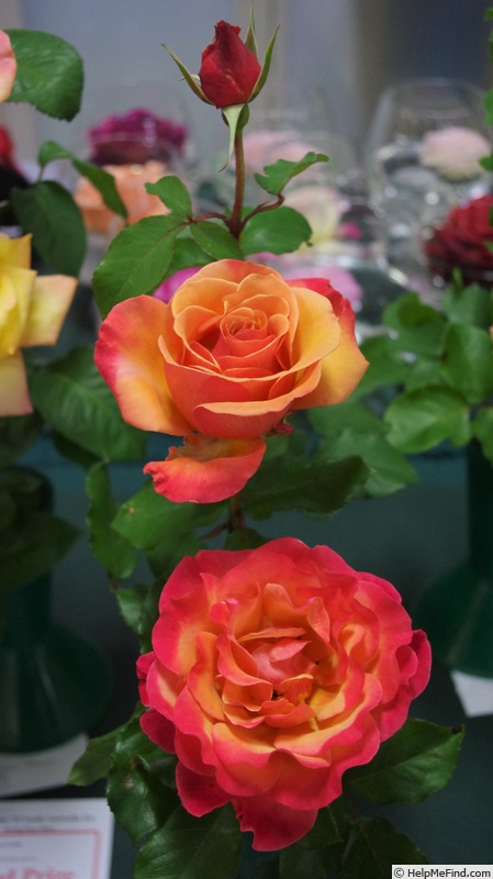 'Tuscan Sun ™' rose photo