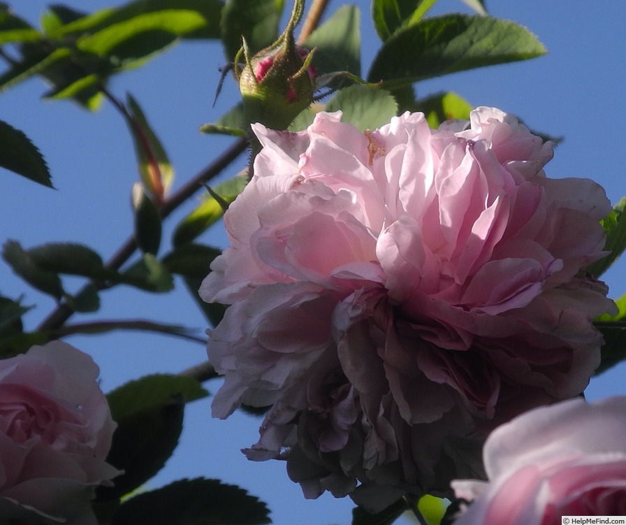 'Blush Hip' rose, click to enlarge 'Blush Hip' rose photo