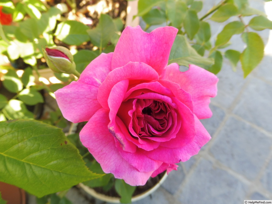 'Gabriel Oak ™' rose photo
