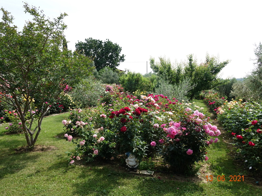 'My garden - Rožni vrt'  photo
