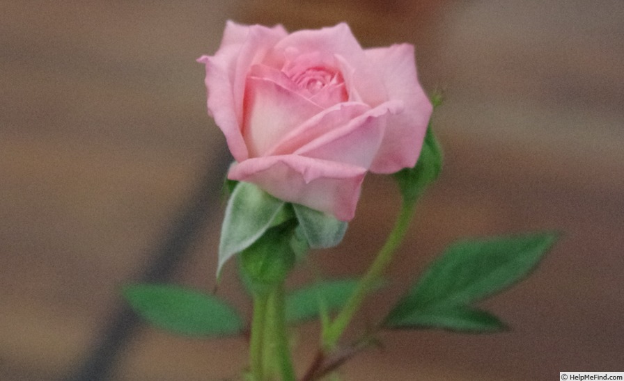 'Pink Petticoat (miniature, Strawn, 1979)' rose photo