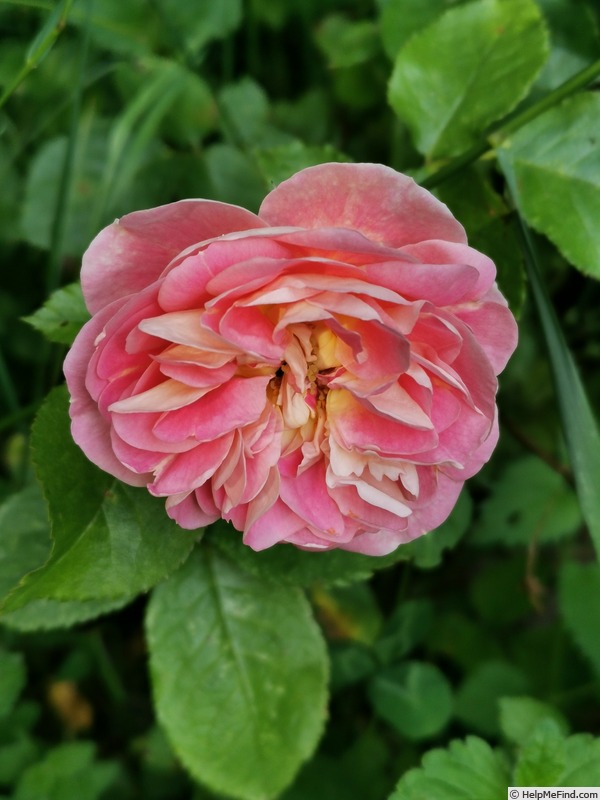 'Roseneck' rose photo