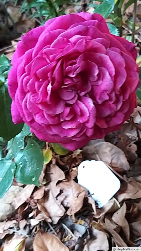 'La rose Monsieur ®' rose photo