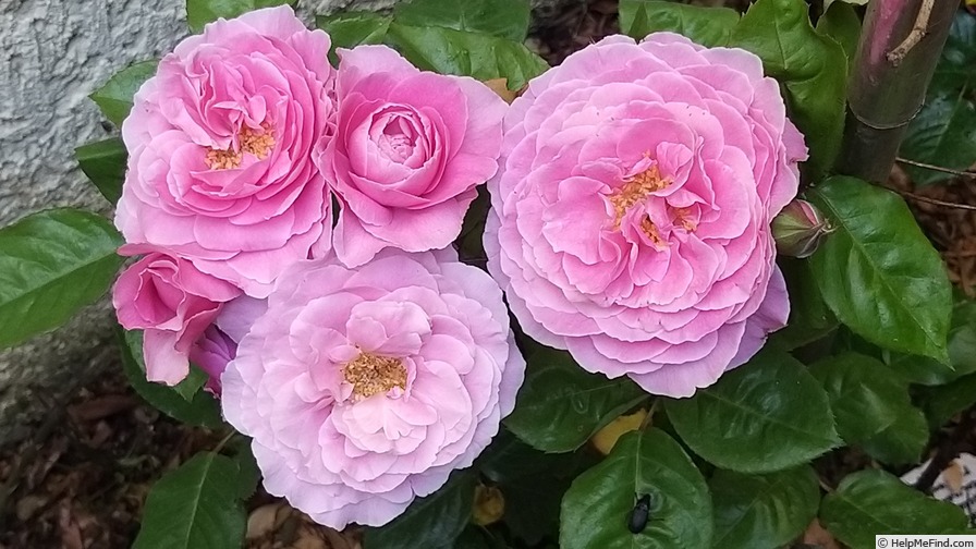 'Remember™ (hybrid tea, Olesen/Poulsen, 2003/11)' rose photo