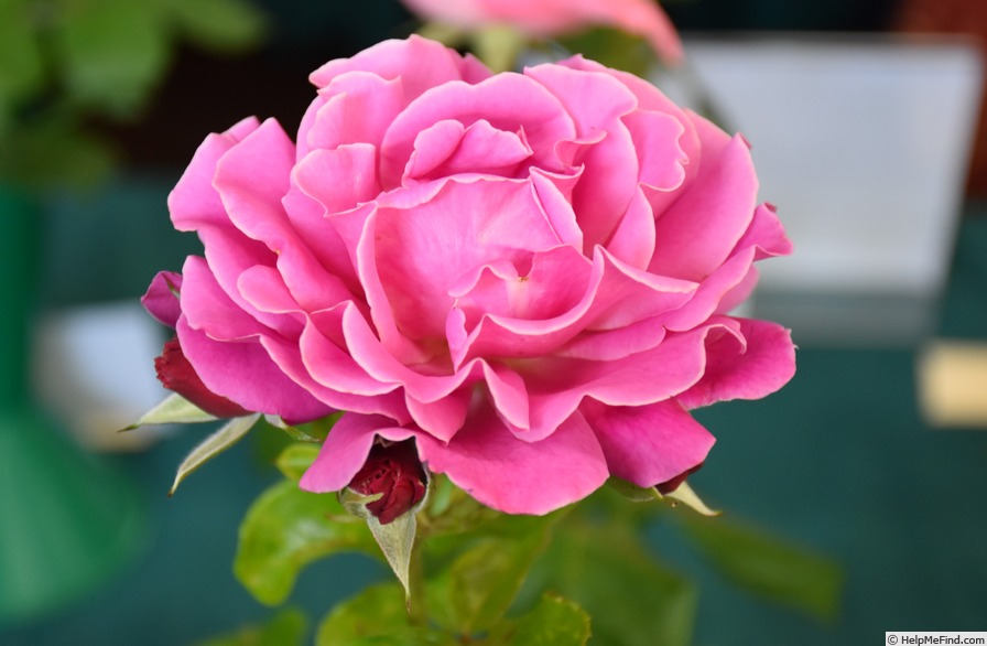 'Mornington Rose' rose photo