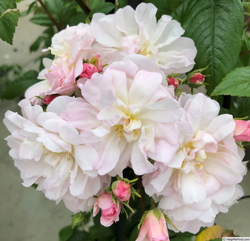 'Sweet Siluetta ®' rose photo