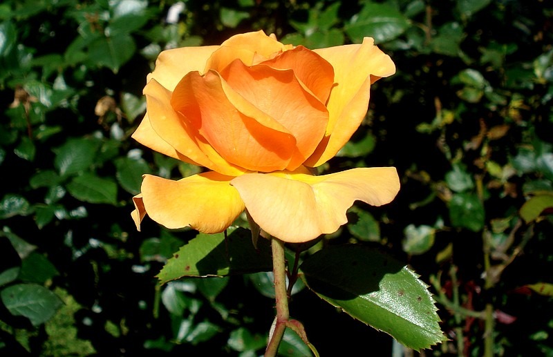 'Simply the Best' rose photo