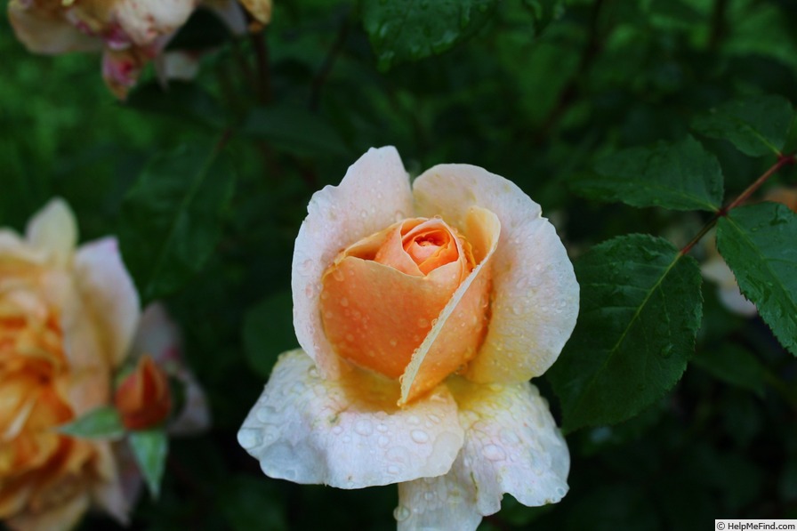 'Floriana' rose photo