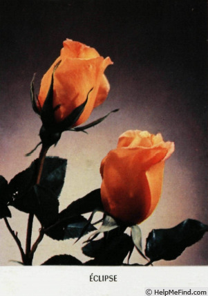 'Eclipse (hybrid tea, Nicolas 1932)' rose photo