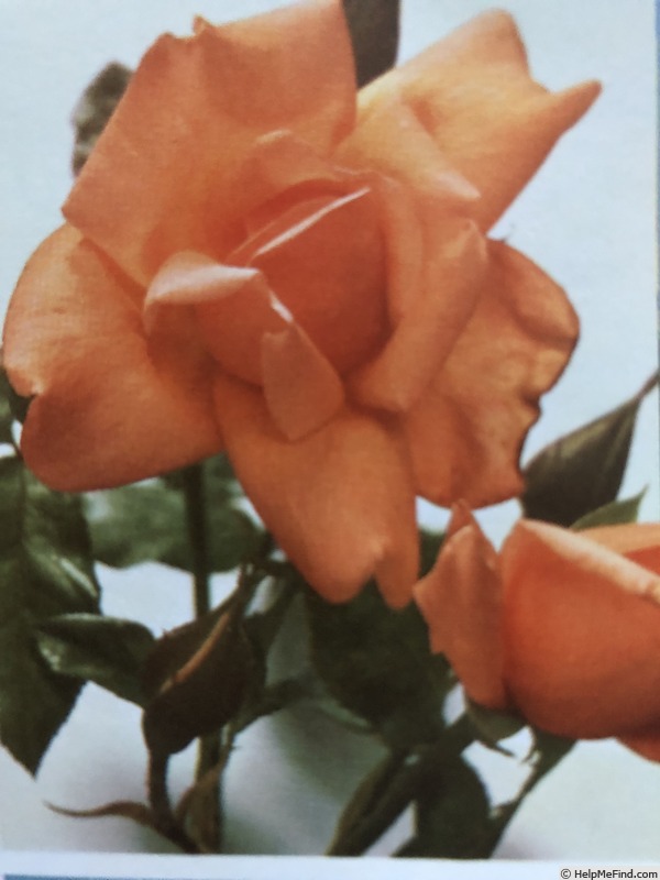 'Hebe (hybrid tea, Dickson, 1949)' rose photo