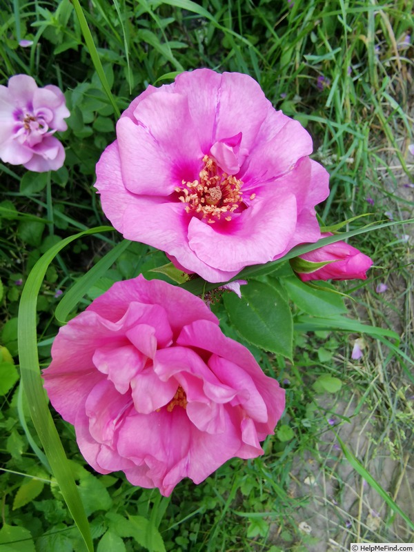 'Orienta ® Aladdin' rose photo