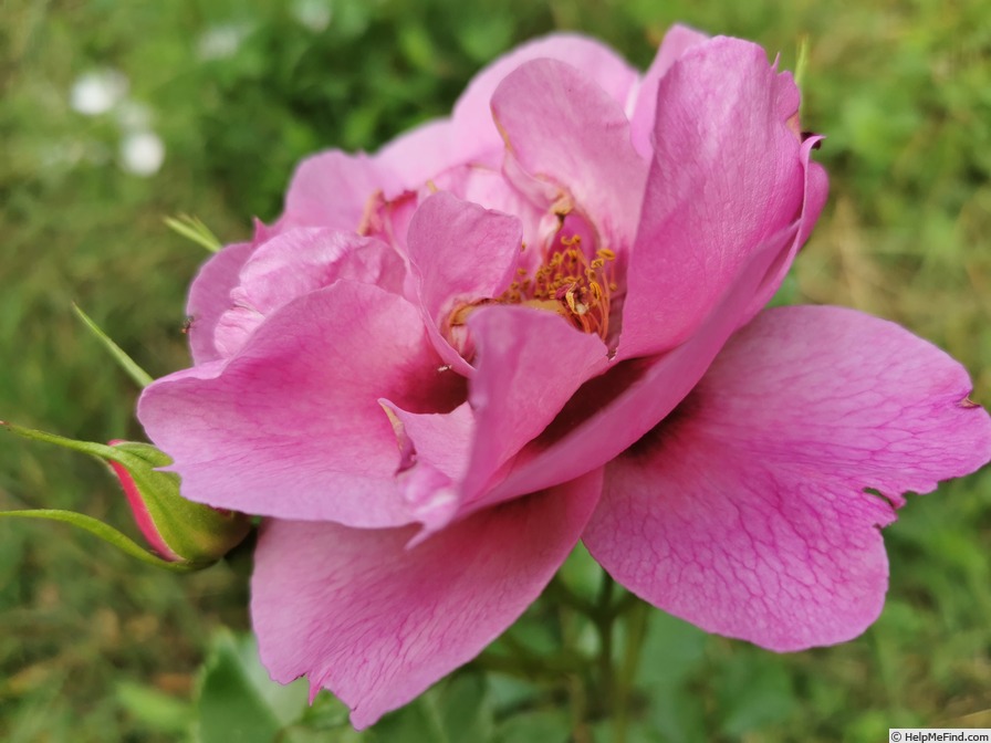 'Orienta ® Aladdin' rose photo