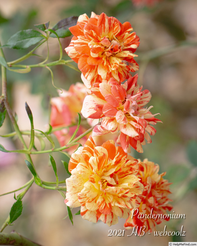 'Pandemonium' rose photo