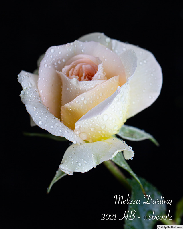 'Melissa Darling' rose photo