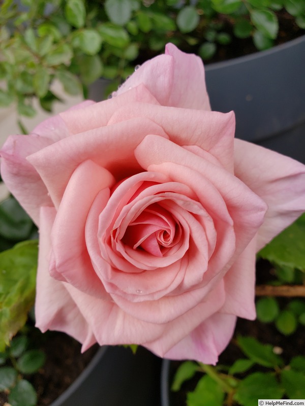 'VISpablue' rose photo