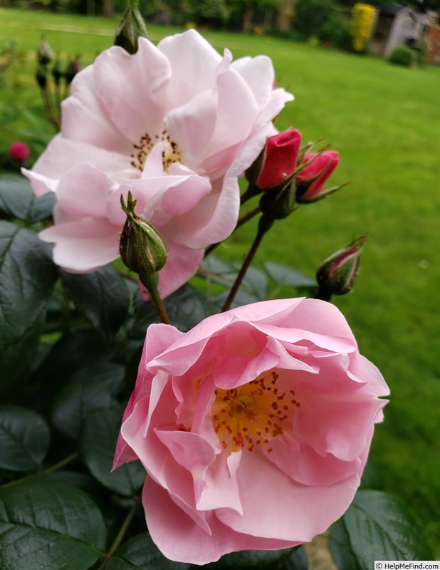 'Utopia ® (floribunda, Delbard 2012)' rose photo