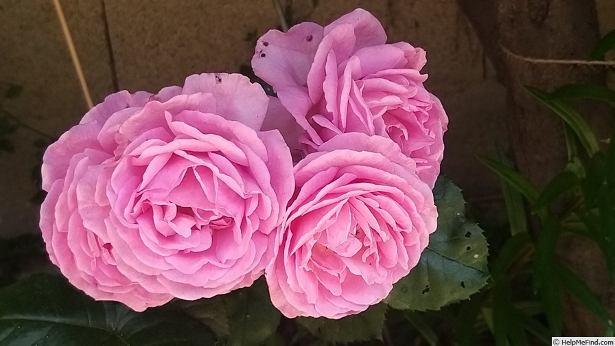 'Renée van Wegberg ™' rose photo