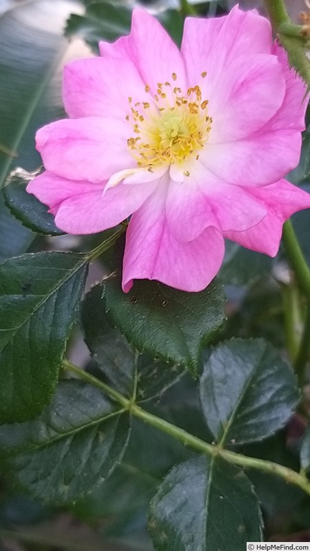 'MEIbonrib' rose photo