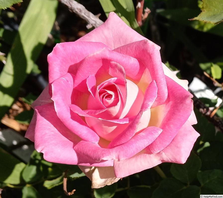 'Painted Porcelain™' rose photo