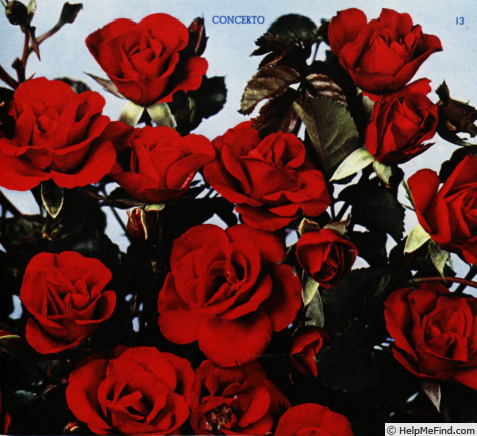 'Concerto (floribunda, Meilland, 1953)' rose photo