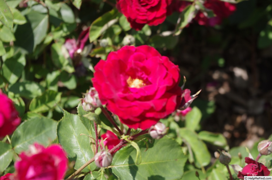 'Dagmar (polyantha, Urban, 1988)' rose, click to enlarge 'Dagmar (polyantha, Urban, 1988)' rose photo