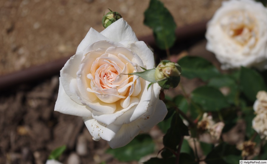 'Palacky' rose photo