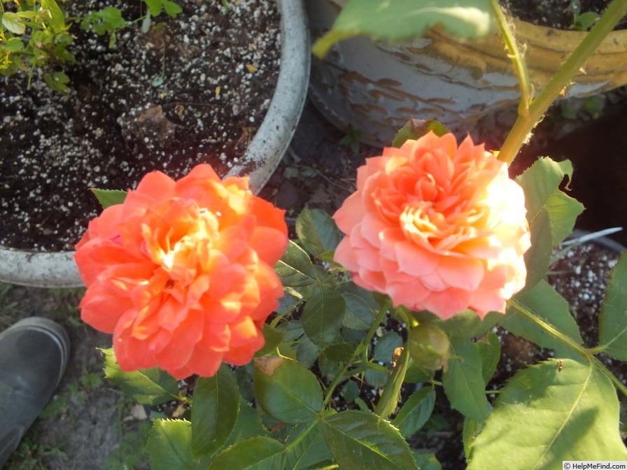 'Dominic Sunset' rose photo