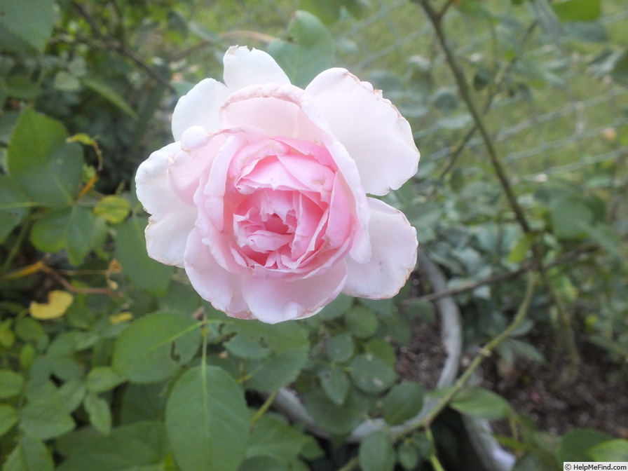'Lordly Oberon' rose photo