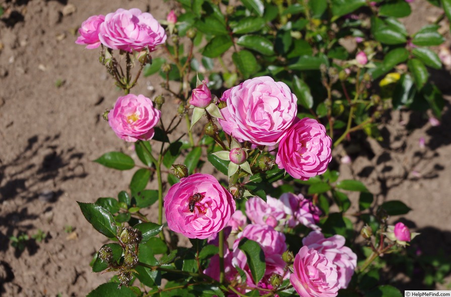 'Elizabeth Hassefras' rose photo
