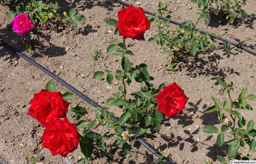 'Flamanda' rose photo