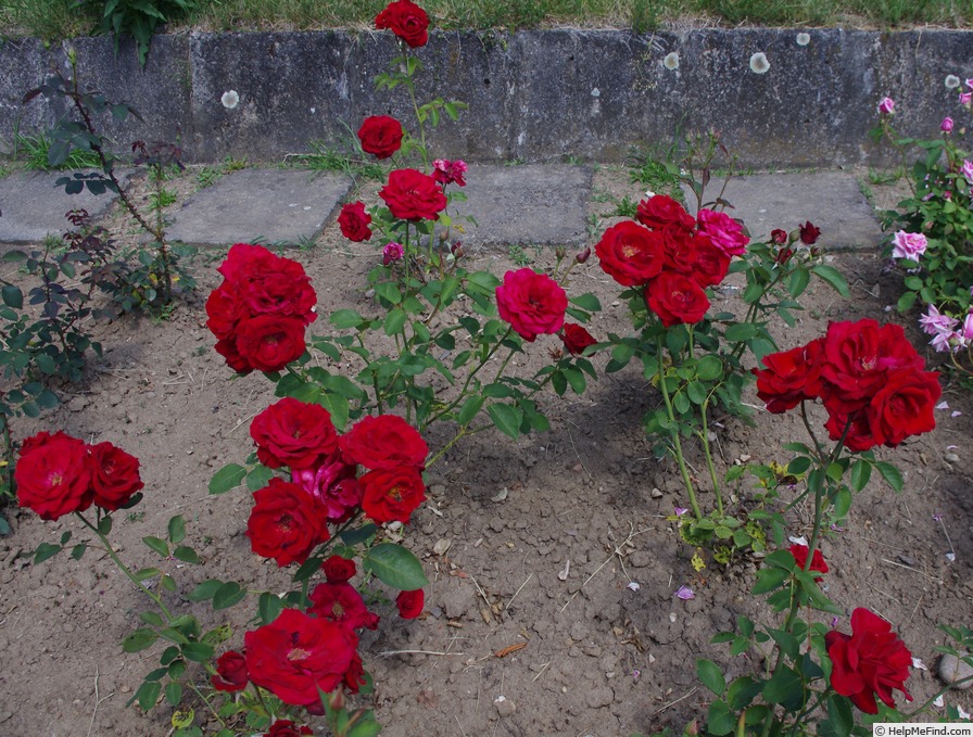 'Maurice Chevalier ®' rose photo