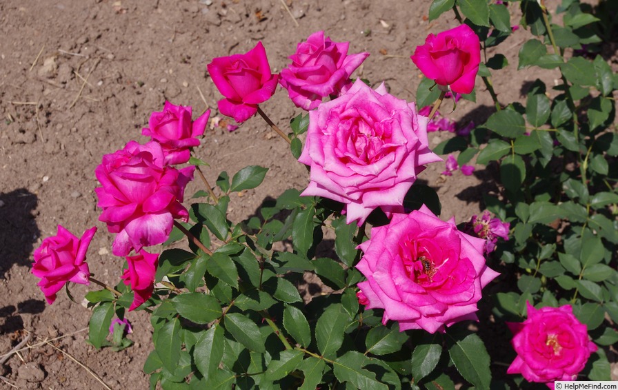 'Peter Frankenfeld ®' rose photo
